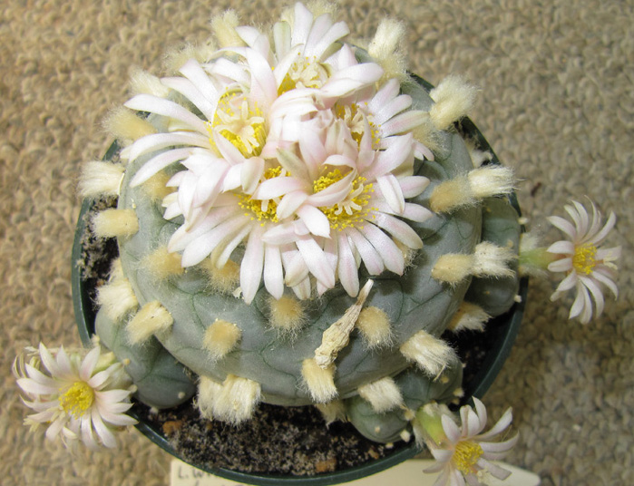 Lophophora Diffusa var. fricii forma albiflora adult